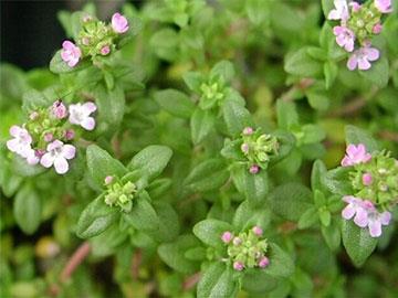 thymus vulgaris