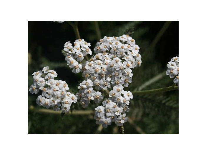 achillea millefolium