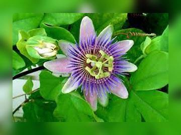 passion flowers
