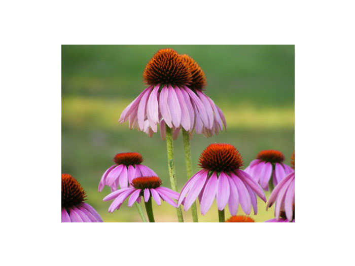 echinacea