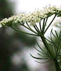 foeniculum vulgare