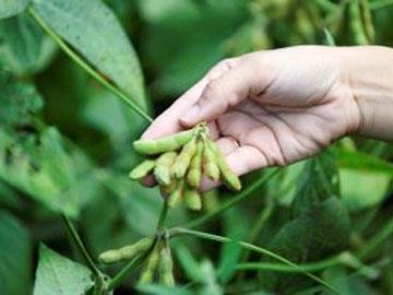 glycine max