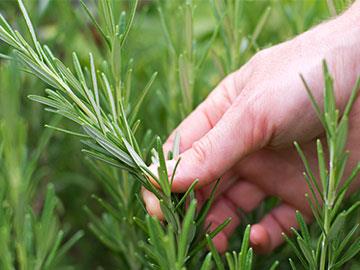 rosemary