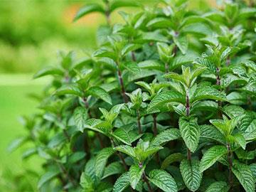 mentha