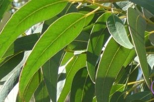 eucalyptus