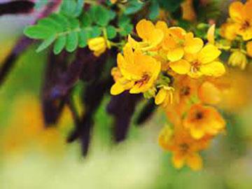 cassia angustifolia--senna