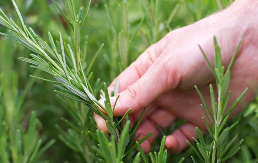 rosemary