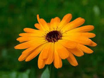 calendula officinalis l