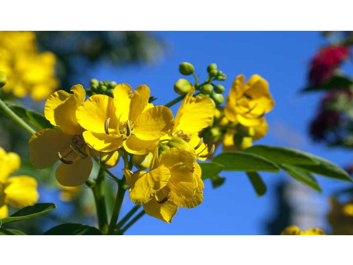 cassia-senna