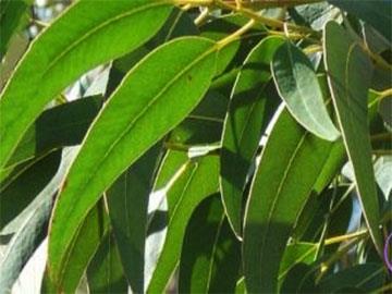 eucalyptus