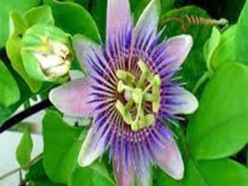 passion flowers