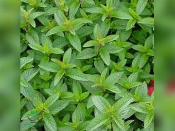 mentha× piperita