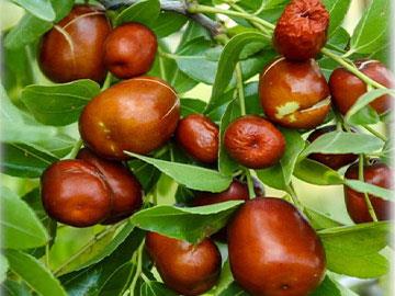 ziziphus jujuba