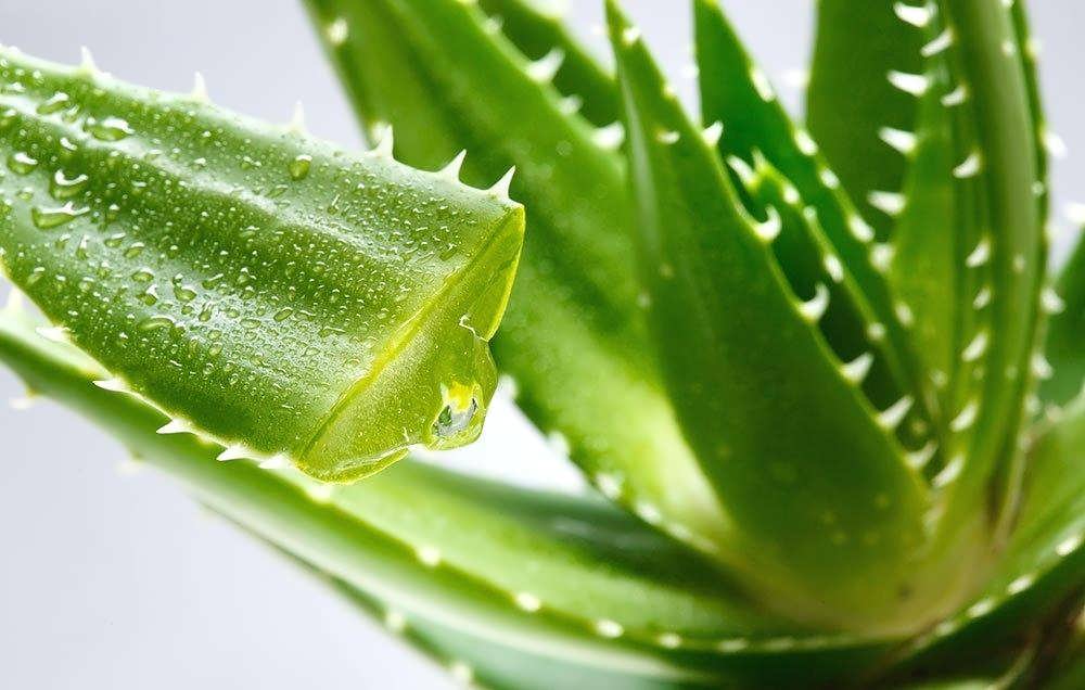 aloe vera