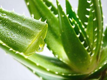aloe vera