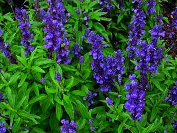salvia officinalis
