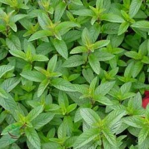 mentha× piperita